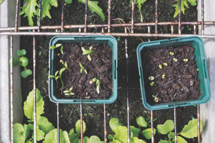 Winter Sowing Your Seedlings